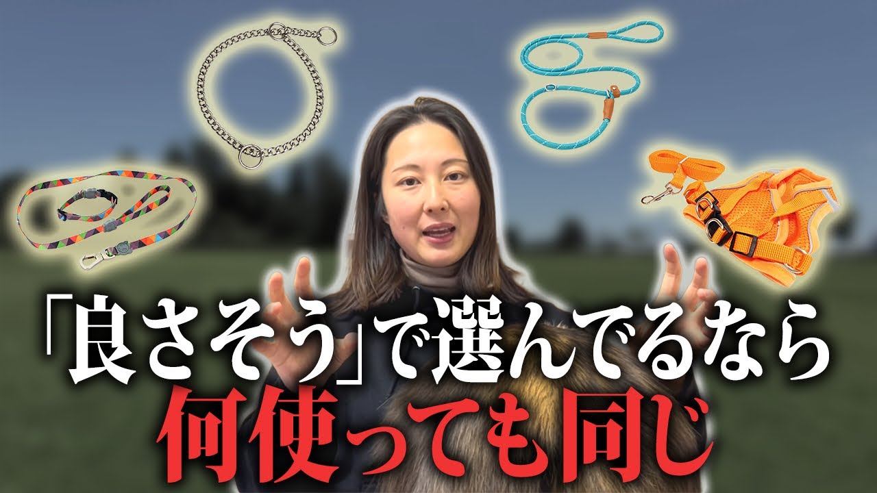  【結論】首輪？胴輪？道具の前に、これを知らないと一生変わりません。
