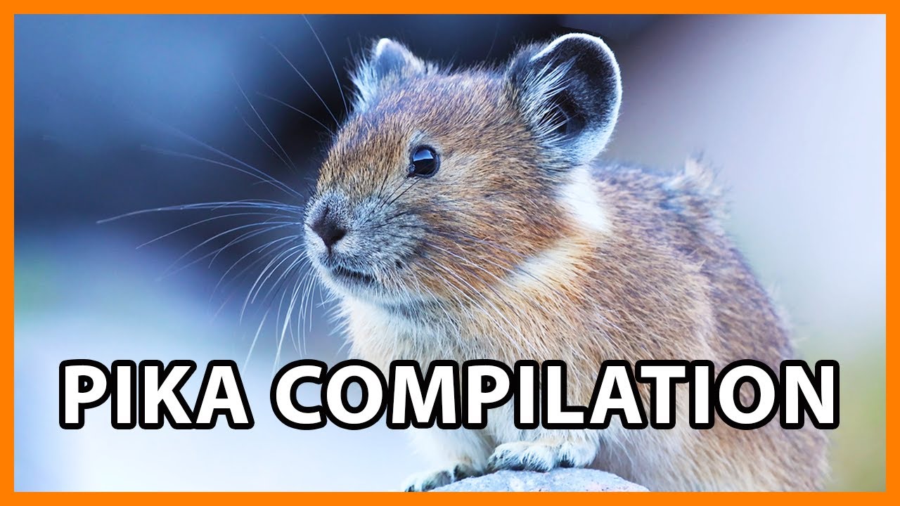 American Pika Calling out and Harvesting
