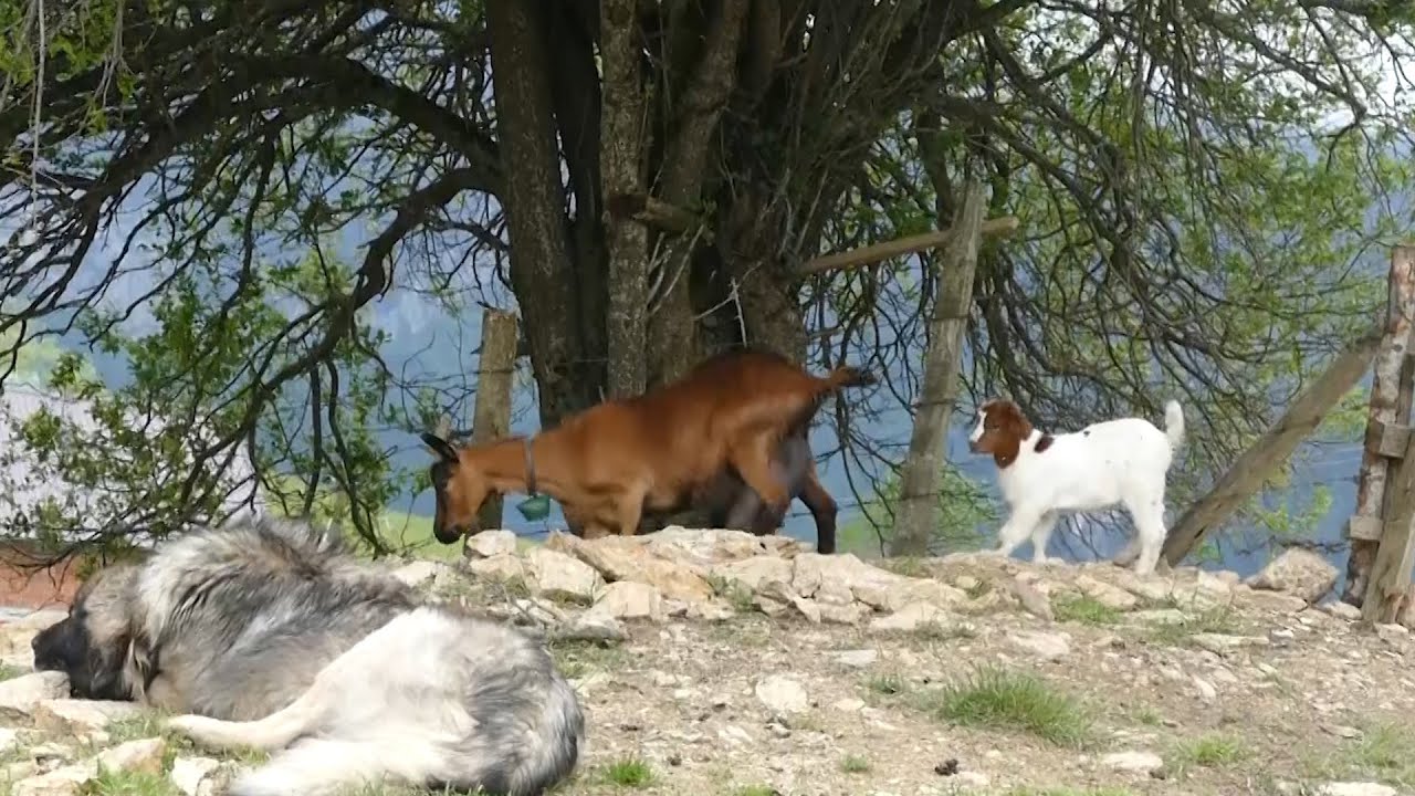 BJESHKËT E RUGOVËS – Reportazh