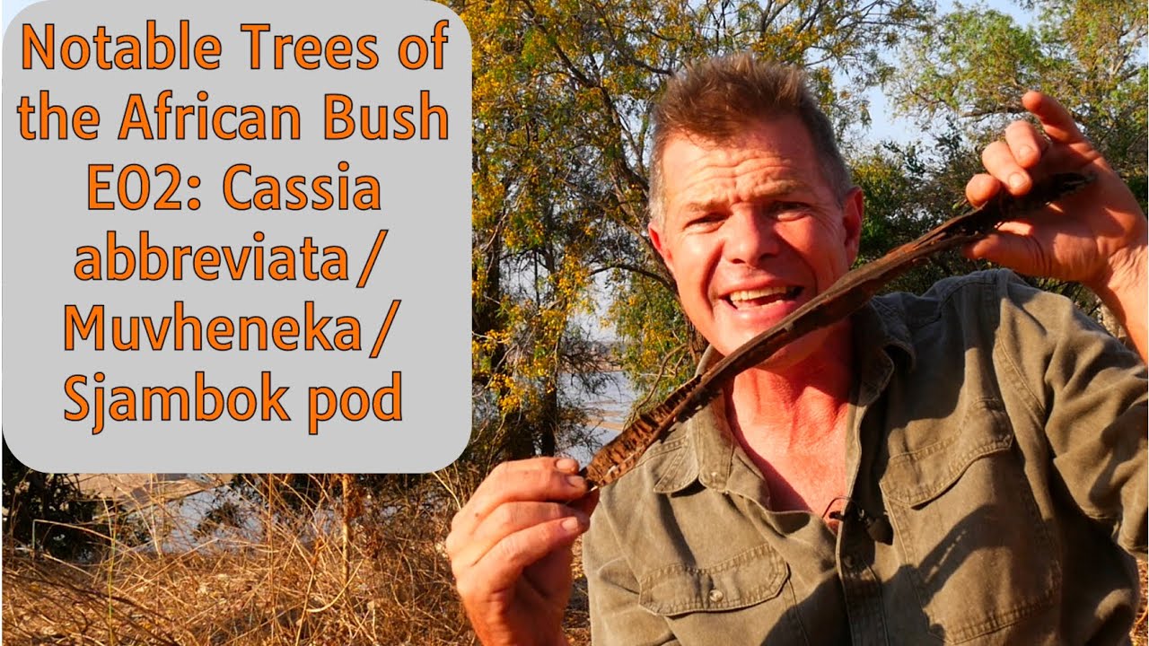 Notable Trees of the African Bush E02: Cassia abbreviata/Muvheneka/Sjambok pod