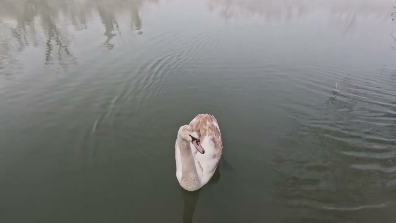 Savica, Jezero Ušće 