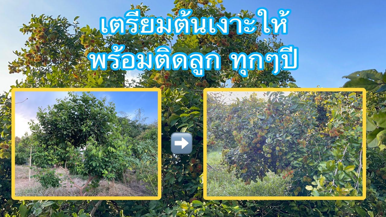 วิธีเตรียมต้นเงาะให้พร้อมติดลูกทุกๆปี