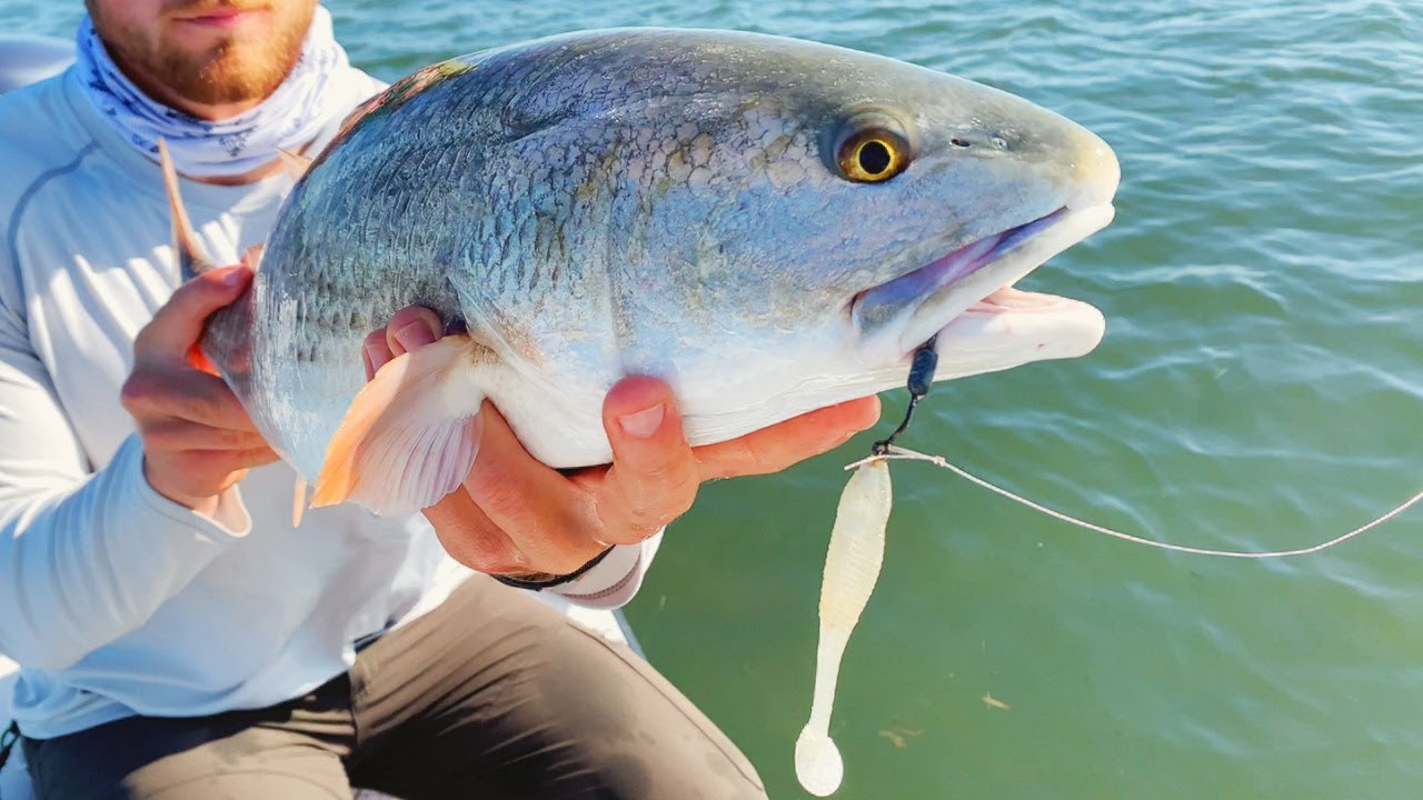 This Is How To Use A Paddletail Like A Pro