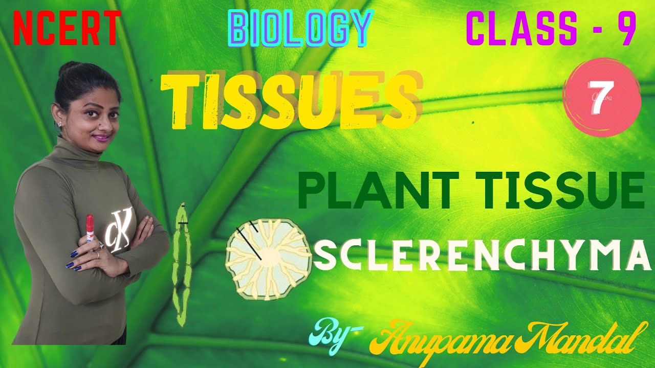 TISSUES | SCLERENCHYMA | CLASS - 9 | BIOLOGY | NCERT