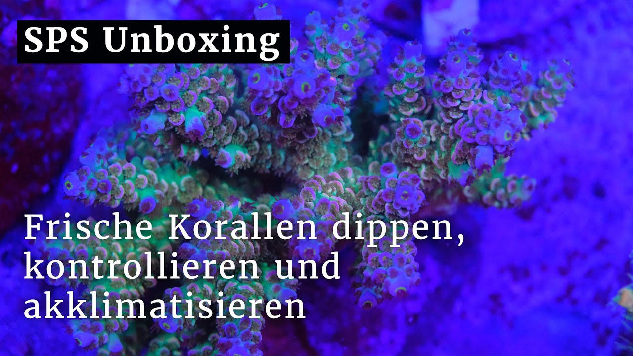 Die SPS-Lieferung. Tenuis Rainbow, Millepora und RR Tropical Anacropora. Unboxing, dippen, checken.
