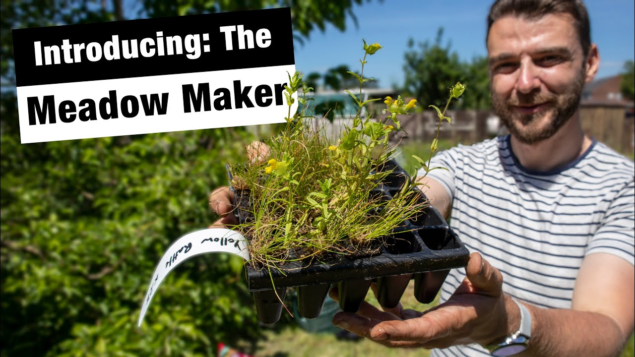 Making A Meadow: Part 1 | Planting Yellow Rattle Plugs