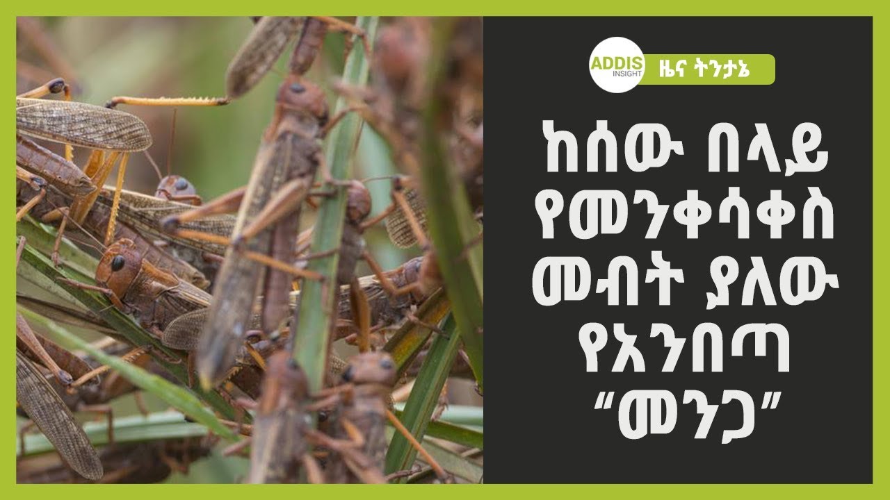 ከሰው በላይ የመንቀሳቀስ  መብት ያለው  የአንበጣ 