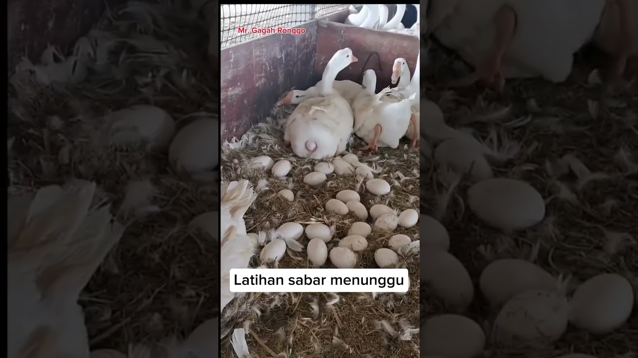 Angsa bertelur dipercepat?
