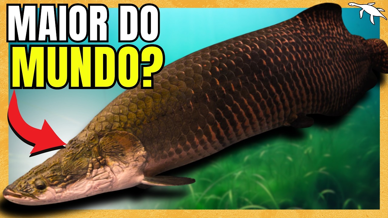 PEIXES GIGANTES DA AMAZONIA