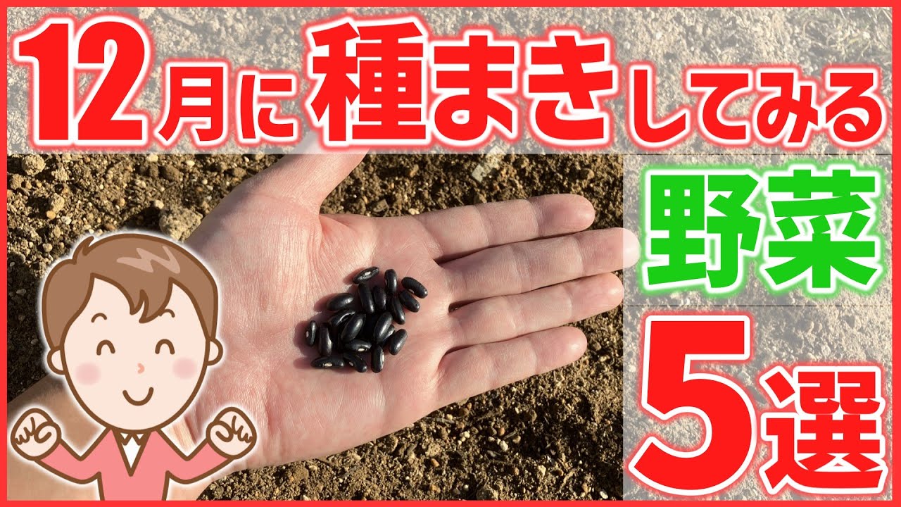 【家庭菜園】12月に種まきしてみる野菜５選