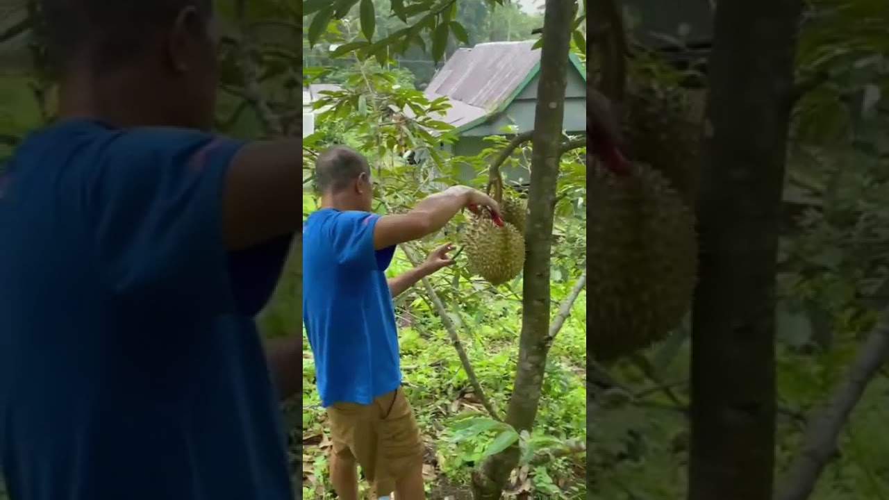 Cara meminta buah durian orang lain
