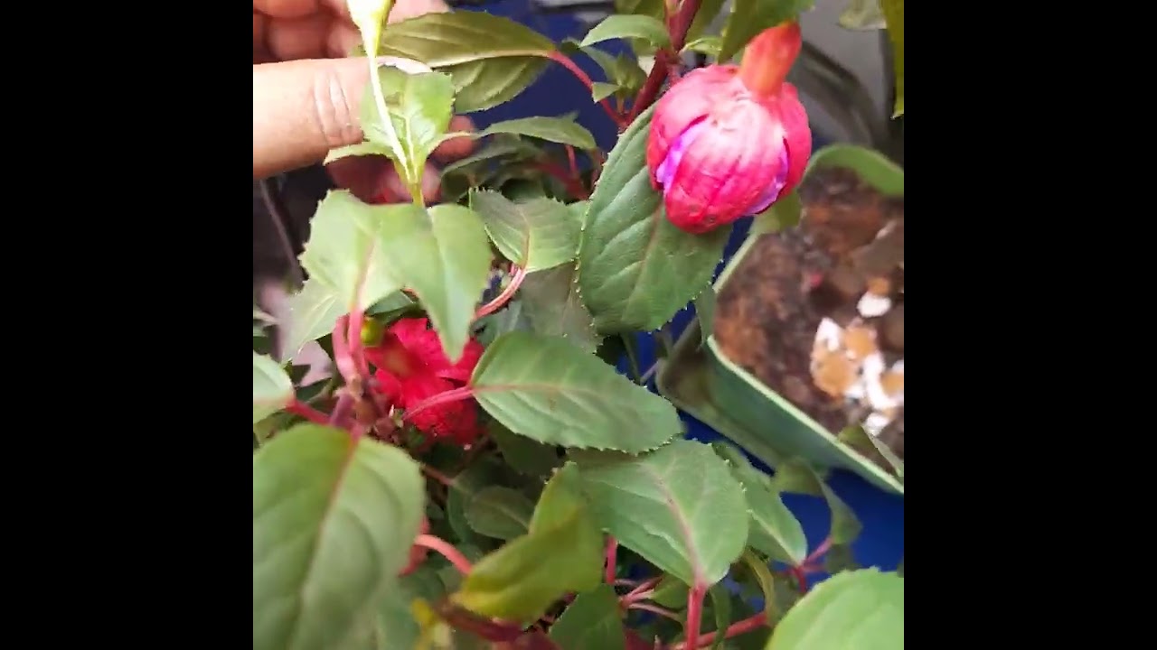#Pendientes de la  Reina #Fucsias # Bailarinas🌺⚘️🪻🌷🪻 cuidados