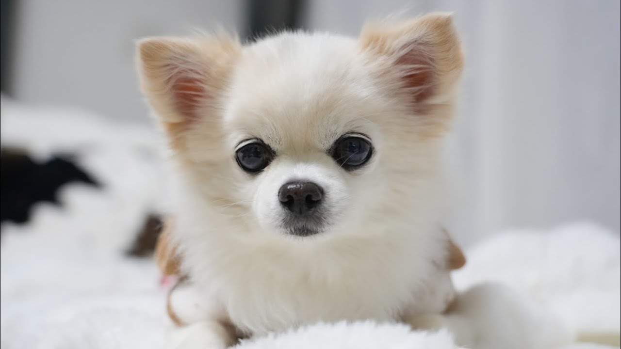 愛犬の昔の写真を見て気付いた体の変化に感動しました🥺