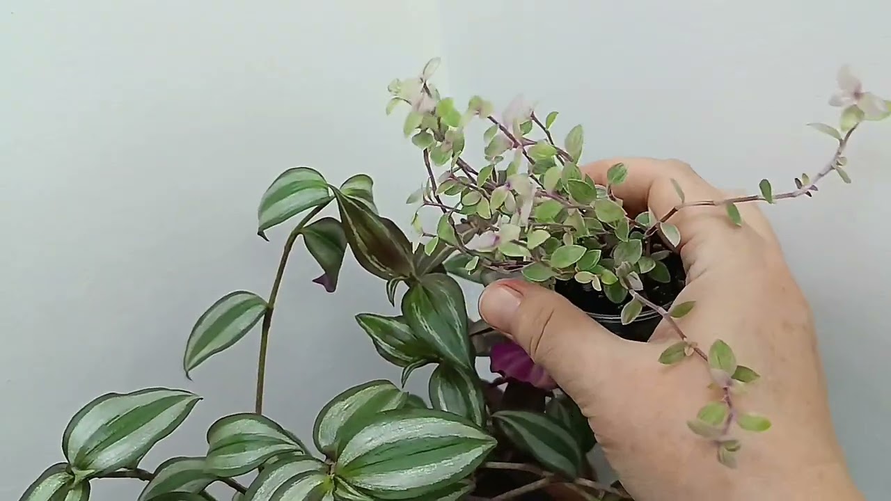 Пробую широкий экран, немножко традесканций, всякая всячина🌿☘️#цветочкинаработе