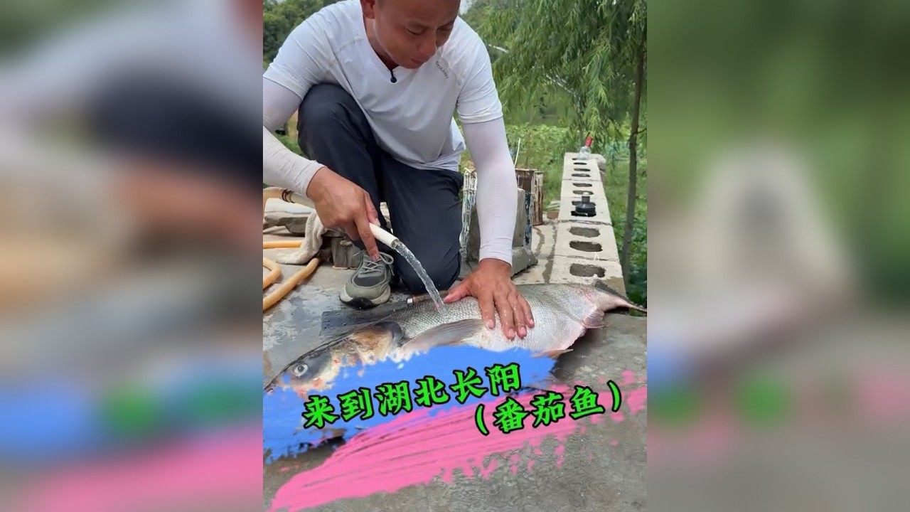 亚哥安排的番茄鱼必须拿出我的实力