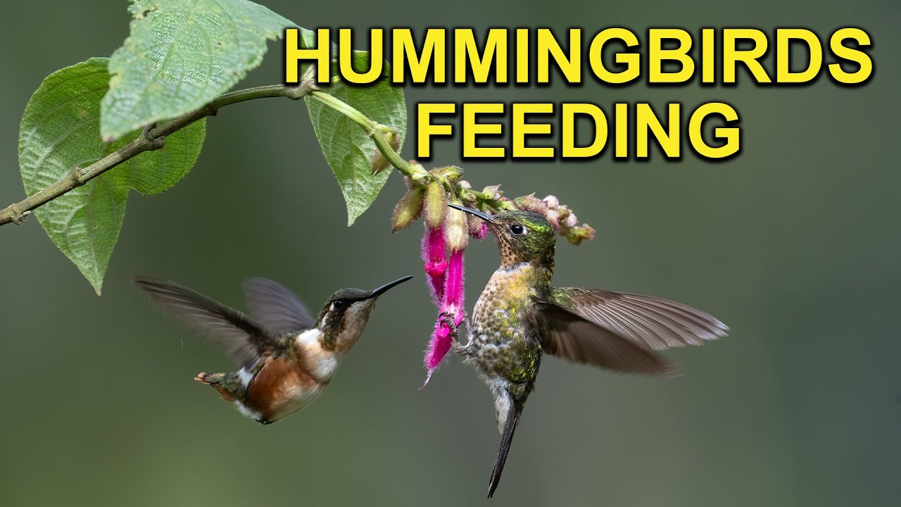 Hummingbirds Feeding at Flowers and Feeders in Ecuador
