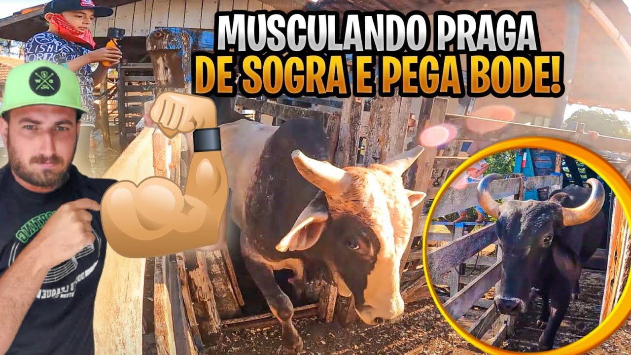 PROJETO NOVO, MOSCULANDO nossos MELHORES TOUROS DE RODEIO !