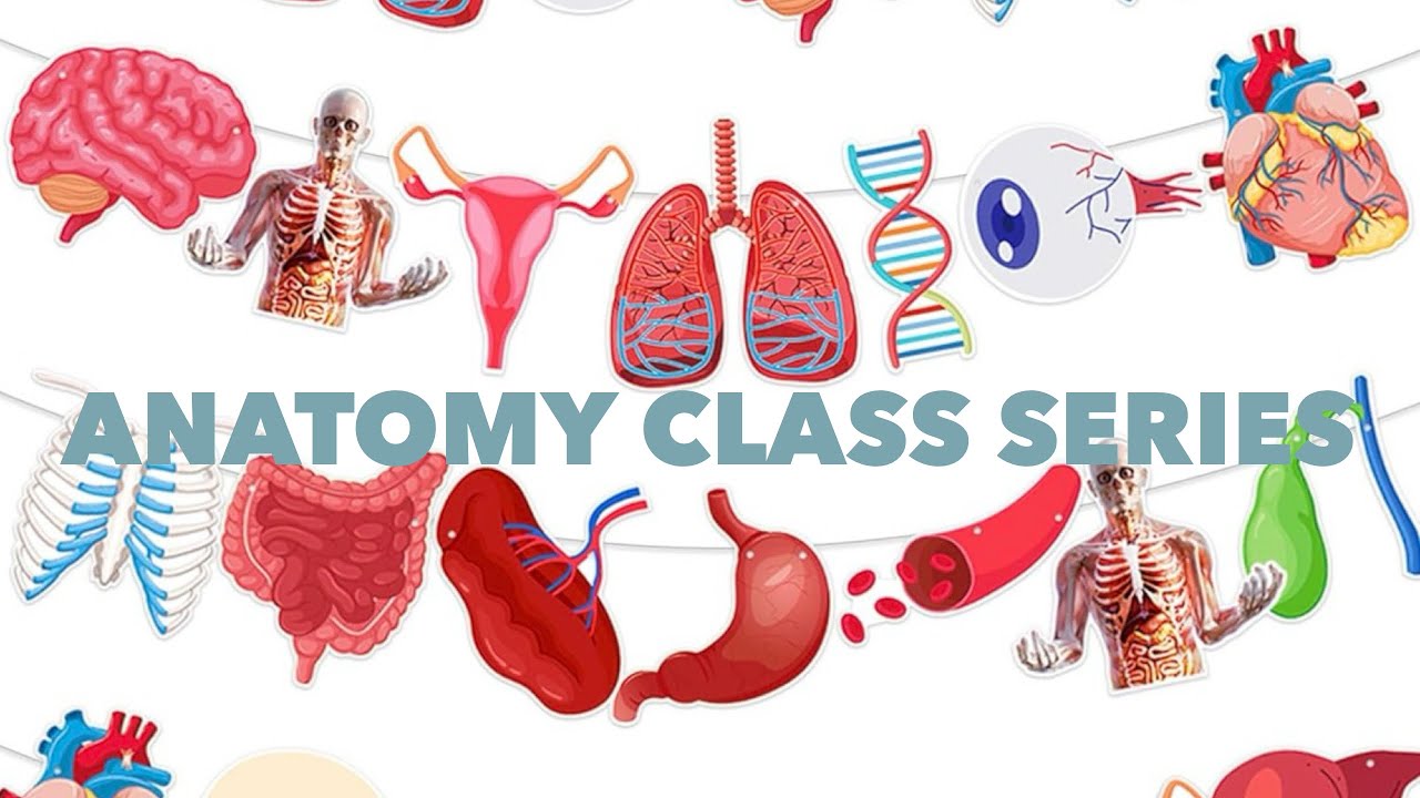Anatomy Class | Endocrine System 