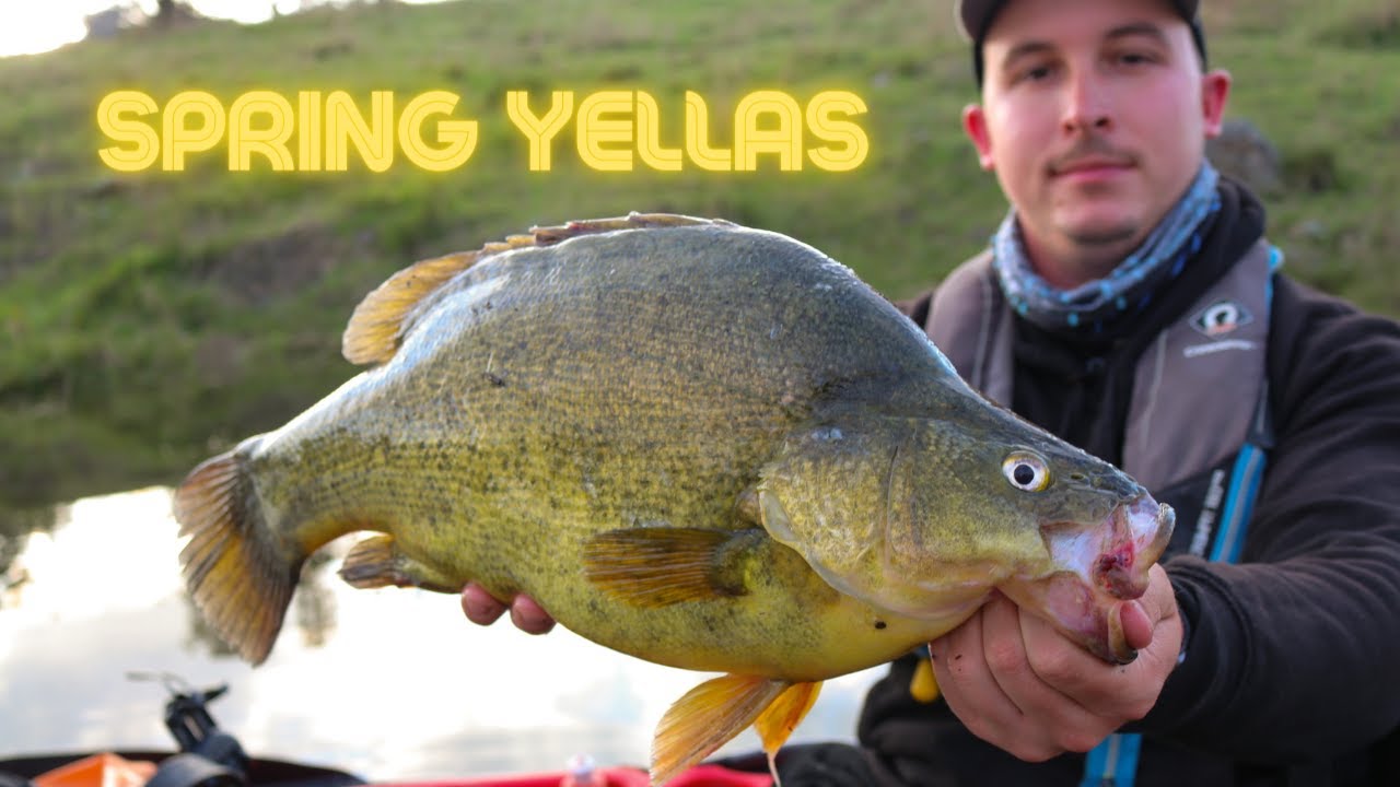 Windamere Spring YELLOWBELLY | This LURE saves our Trip!