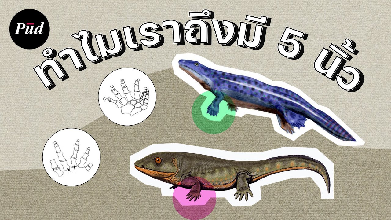 ทำไมเรามี 5 นิ้ว?