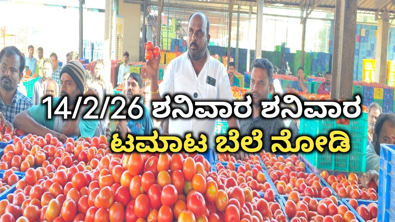 Today Tomato Rates NRS Mandi Vaddahalli mulbagal 🍅🍅🍅🍅