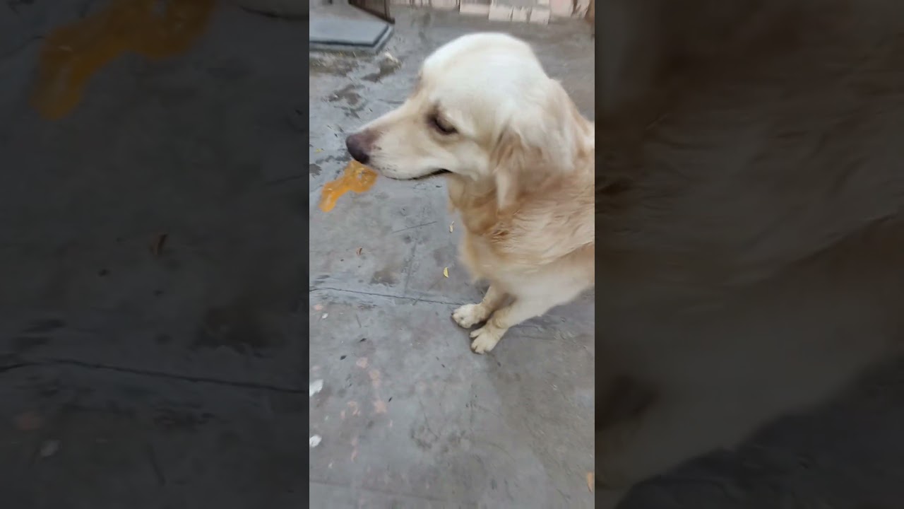 #doglover #goldenretriever #dog #dogcomedy #puppy #funny #tamilcomedy #comedy #ruggedboy #ruggeddog