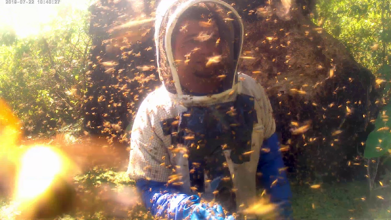 100,000 Reasons Not To Disturb Yellow Jackets | Massive Yellow Jacket Colony In Florida
