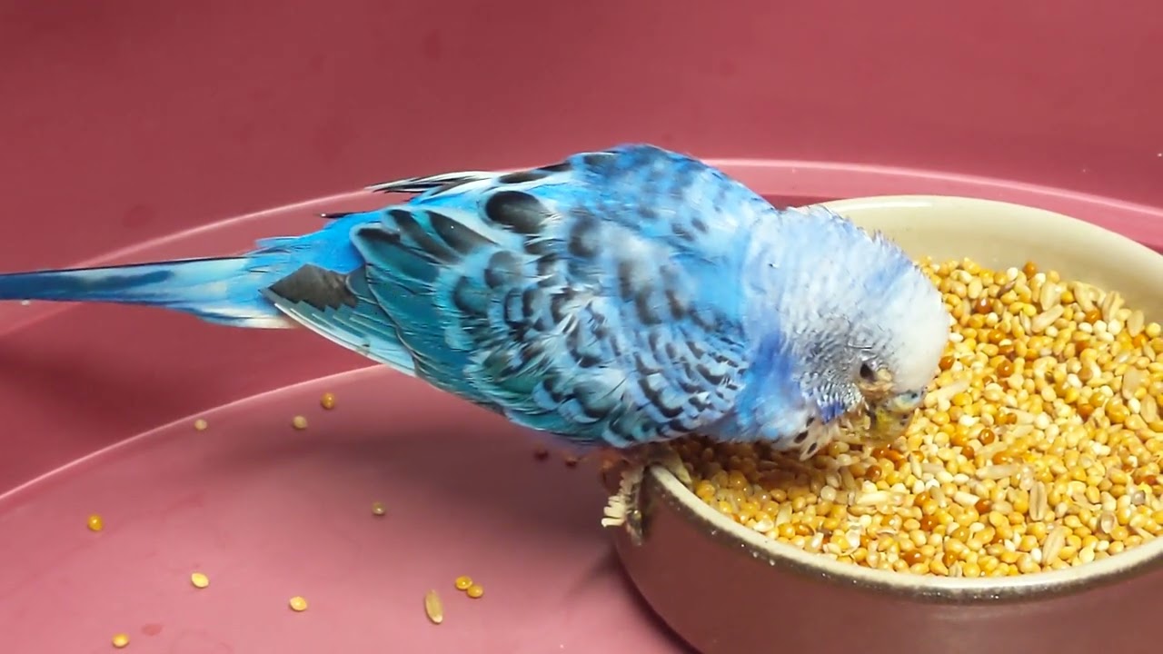 Un bec tout neuf pour ma perruche. Elle peut manger normalement.