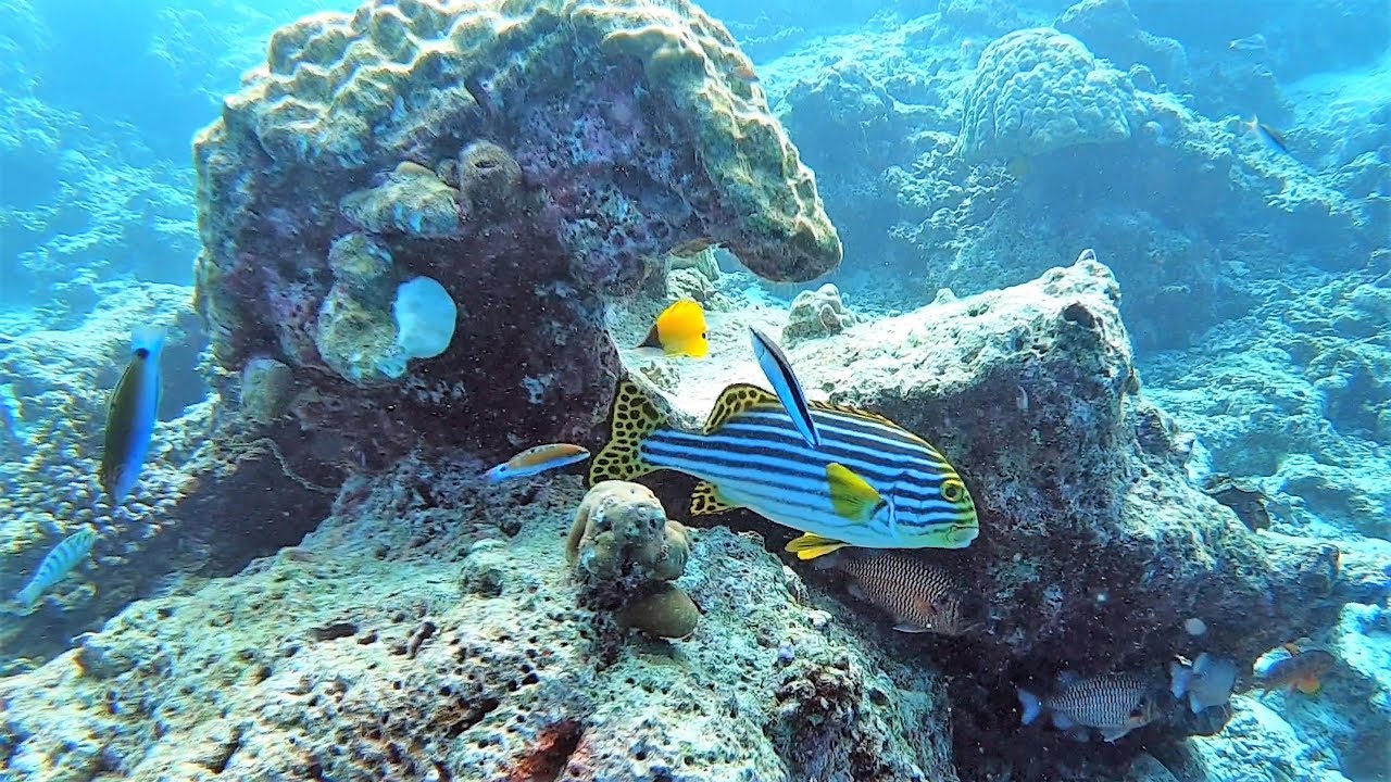 Maldives Maafushi home reef hungry fish 4K