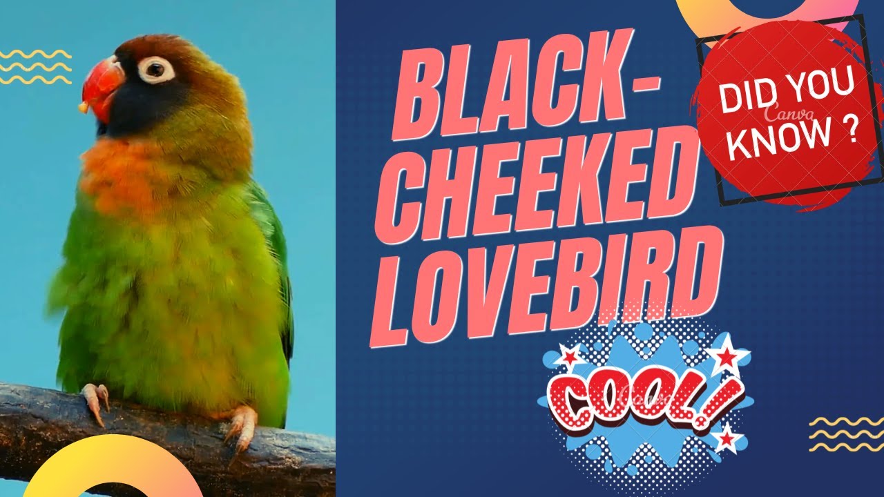 black-cheeked lovebird facts