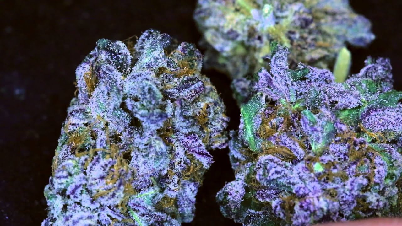18,000 Watt UW Purple Farewell Grow Final Harvest Video