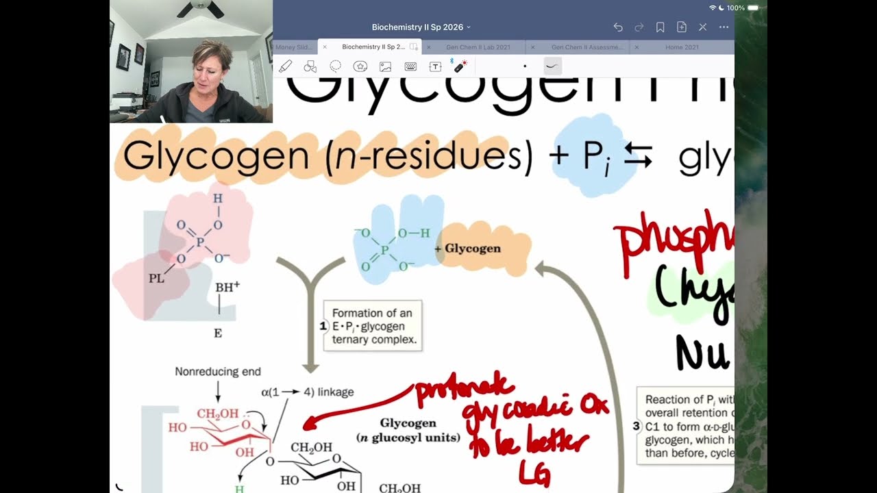 Glycogen Metabolism Walk through - Part 2 Enzyme Details