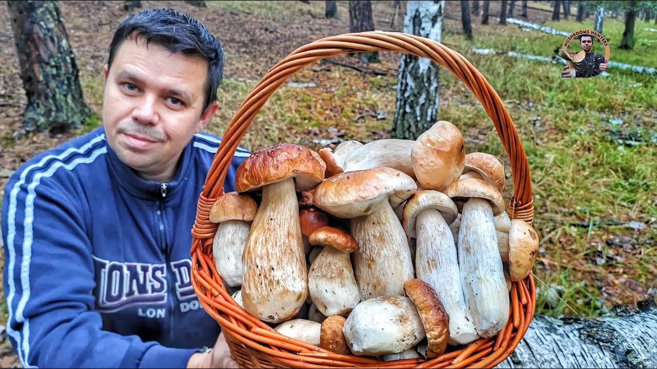 Hriby Huby Houby 10/2024 | Hubarčenie v daždi na Záhorí našli sme prekrásne DUBÁKY | nahuby