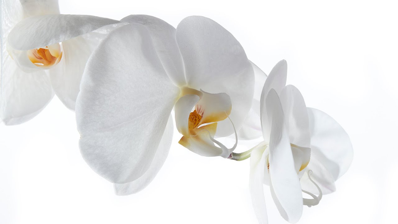 Close up photography