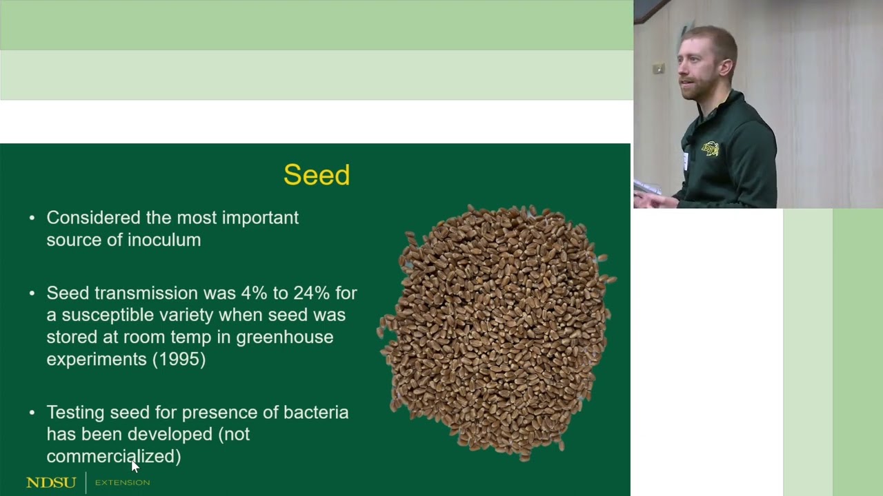 2022 Best of the Best - Bacterial Leaf Streak on Wheat - Andrew Friskop