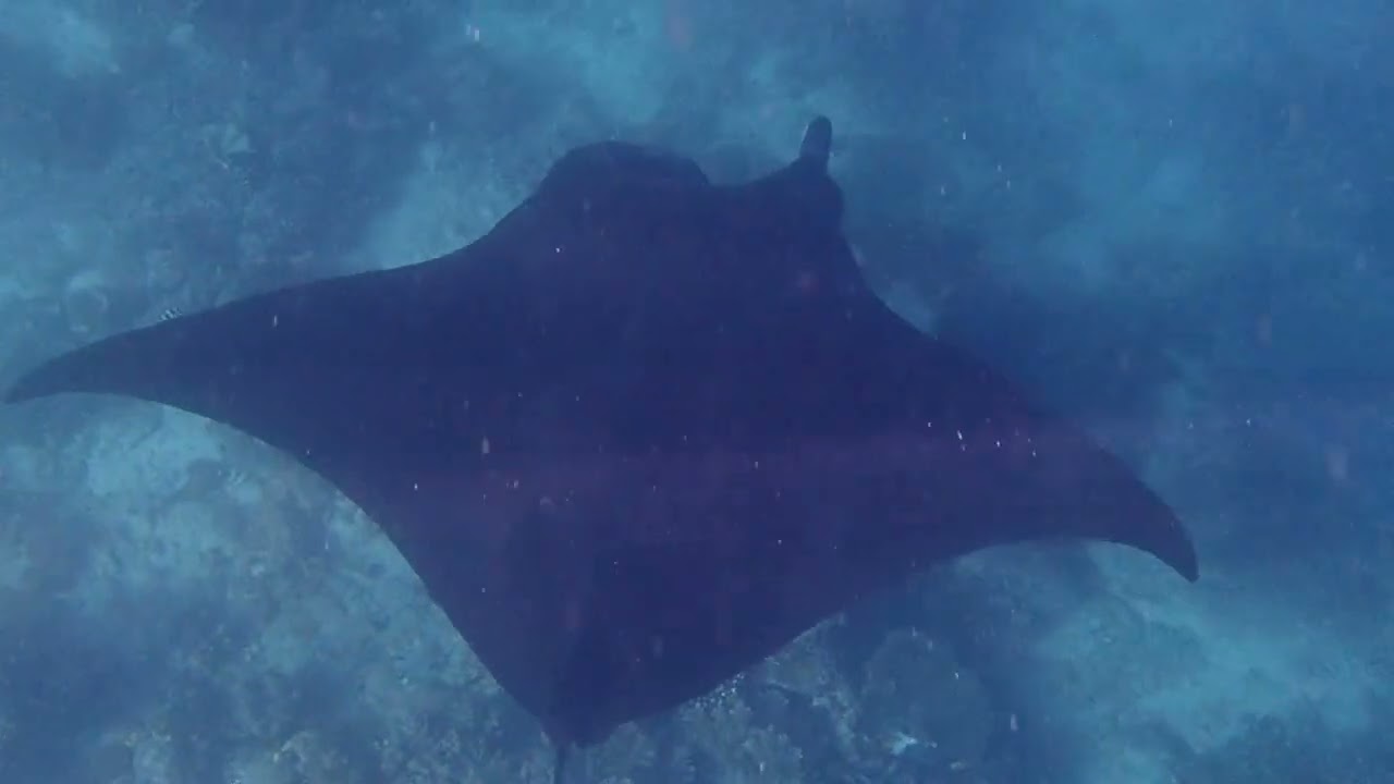 Manta Cleaning Station