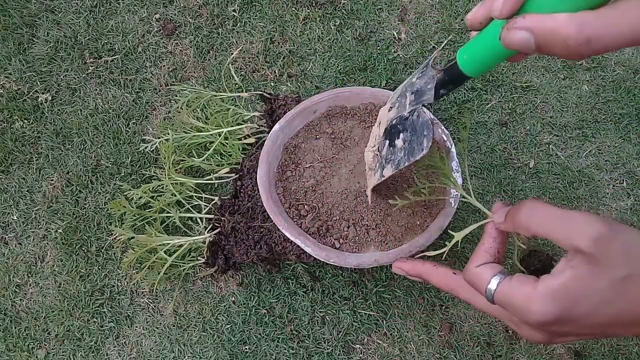 Growing Tri-Color Daisies from Seeds: Step-by-Step Guide