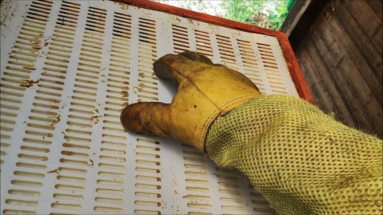 Rozložení včelího úlu k letnímu léčení kyselinou mravenčí při snůšce a prohlídka. Vysočina 7/2023.