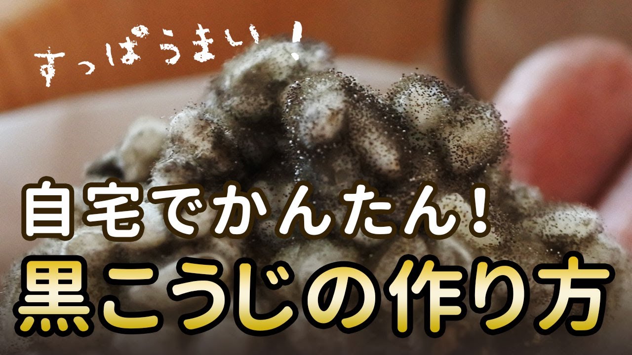 黒麹の作り方｜自宅でかんたん！すっぱうまい黒麹づくり