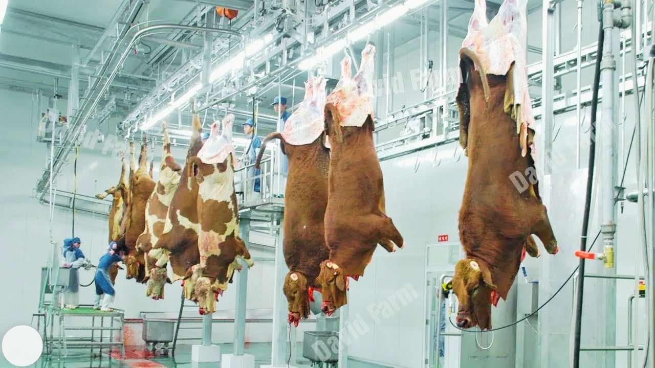 How 72 BILLION Pounds of GROUND BEEF is Produced in the US Every Year