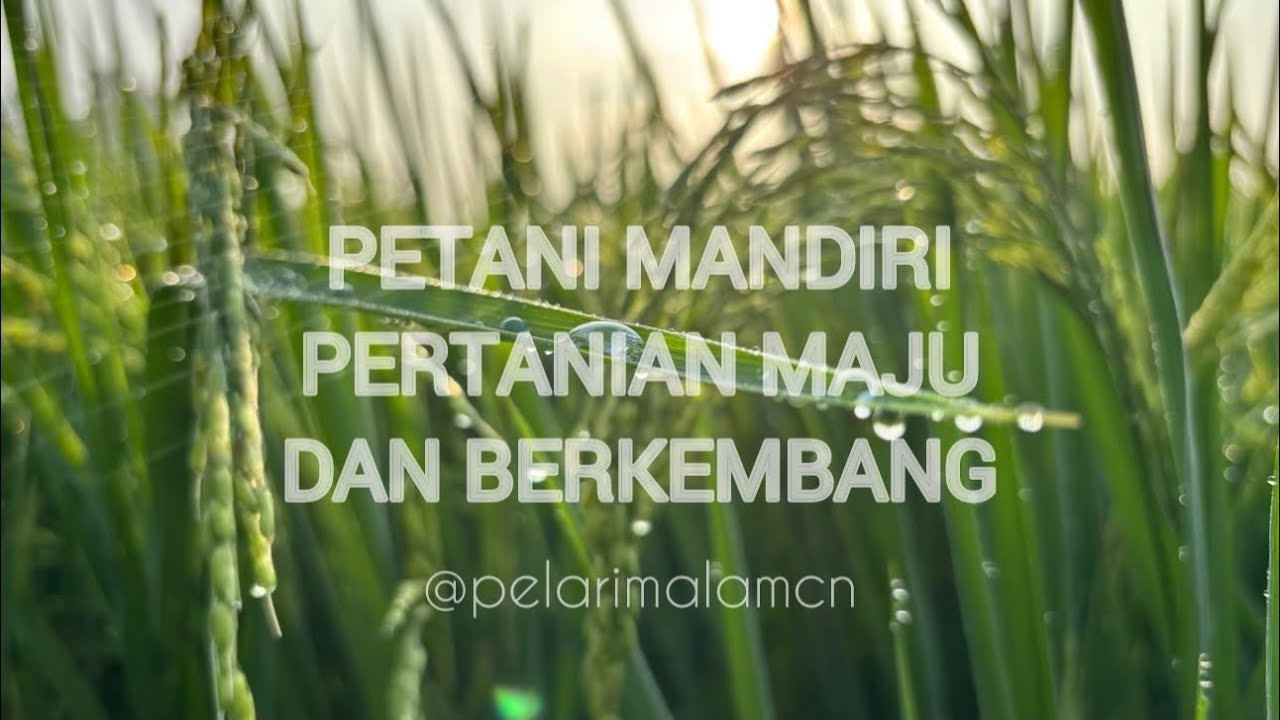 PETANI MANDIRI !!! Pertanian maju dan berkembang #sawahpedesaan #sawah #pertanian #petanimandiri 