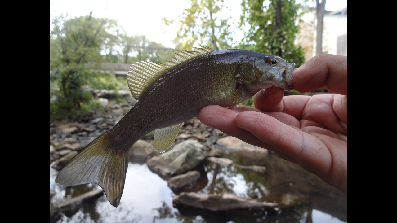 Fishing the Creeks Below the Churchville Reservoir (Northampton Township, PA)