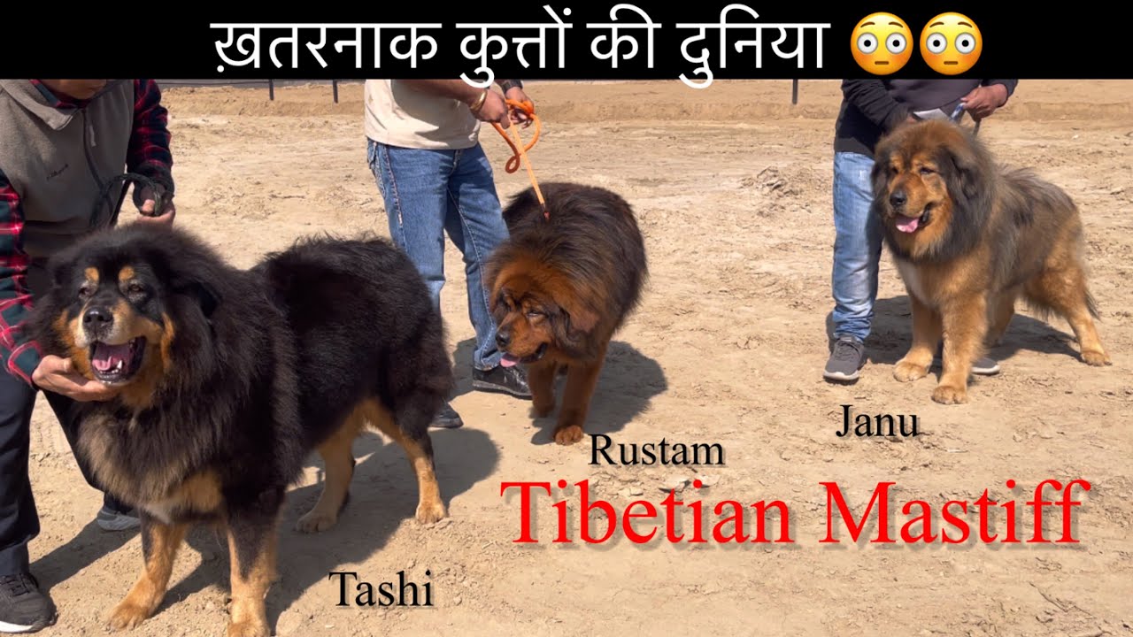 World's Most Dangerous Tibetan Mastiff Dog Kennel 😳😳😳