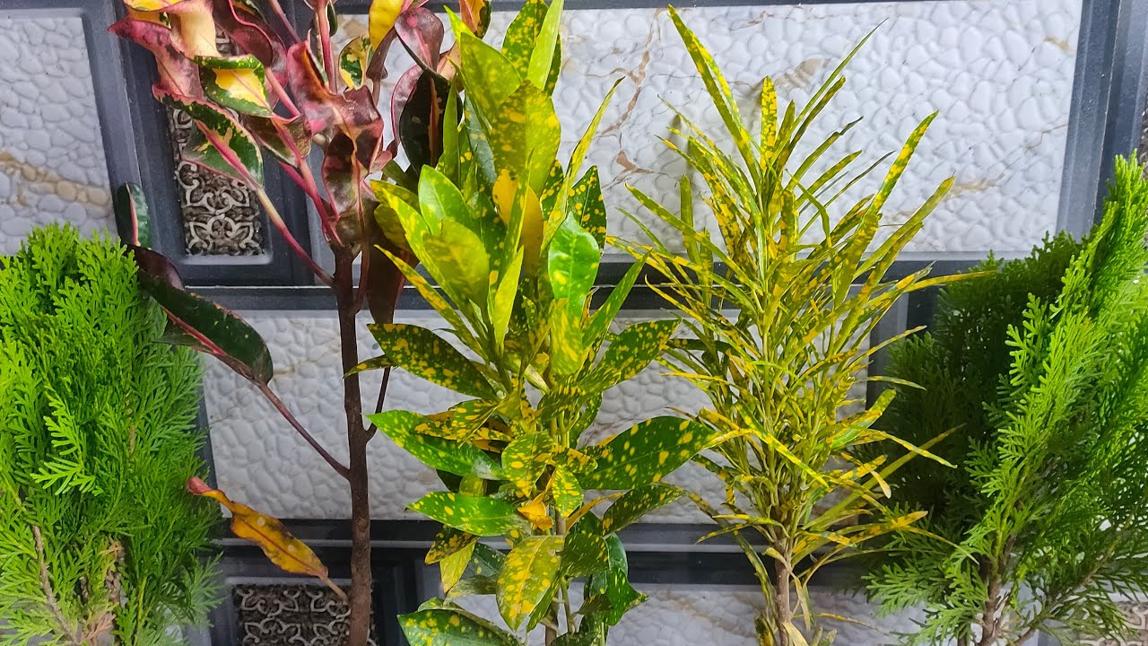 How to grow plants ☘️ Home 🏡 Gardening tips #youtube #plants #live #audience