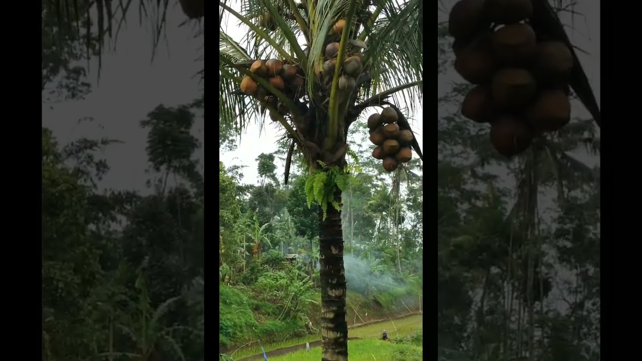 Carita Sunda...Usum Mulung