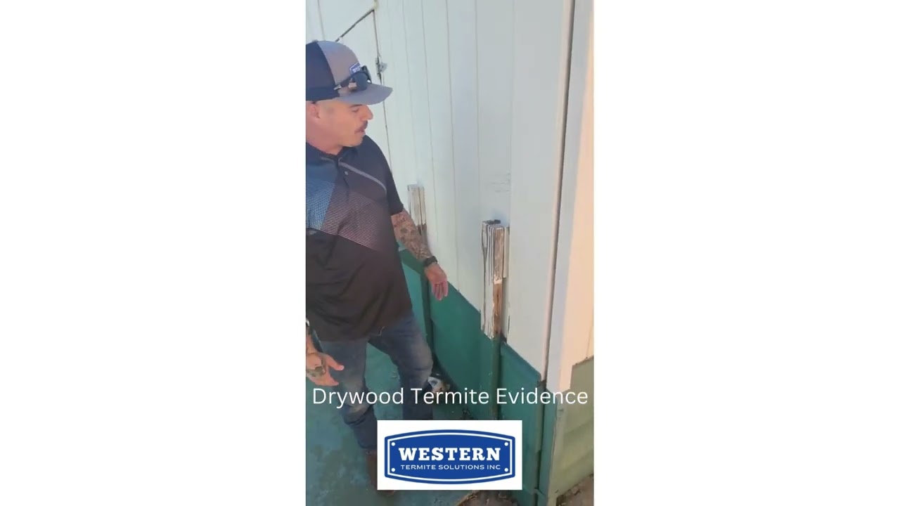Drywood Termite Evidence #buttecounty #suttercounty #yubacounty #termites #pestcontrol #exterminator