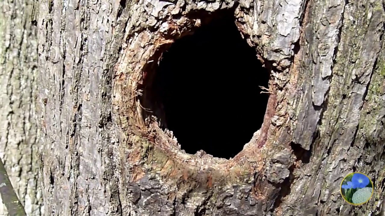BD Wild lebende Honigbienen, Spechte und Pilze im Ökosystem Nürnberger Reichswald - März/April 2019