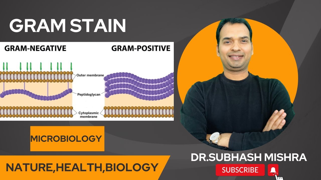 Gram Stain
