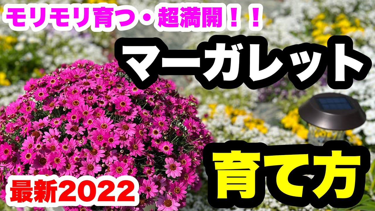 ◆モリモリ育つ・失敗しない【マーガレット】の育て方🌱
