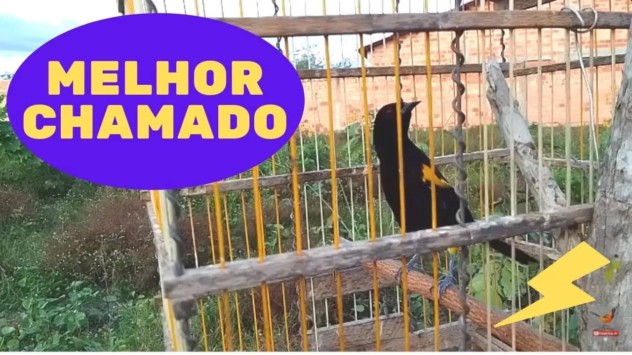 Chamado do xexéu de bananeira ouça o canto desse pássaro brasileiro